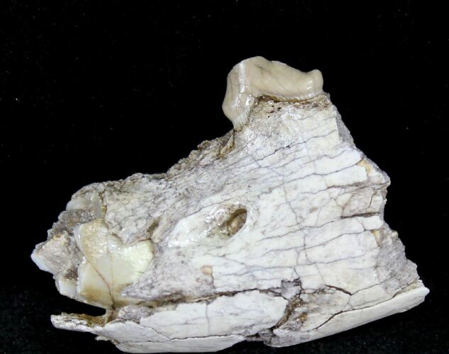Oligocene Camel (Poebrotherium) Jaw Section #21135
